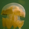 Palau, Jellyfish Lake