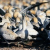 Cape gannet