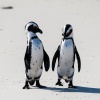 Brillenpinguine Boulders Beach