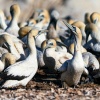 Cape gannet