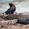 Cape Cross seals