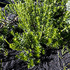 Lush Green on black Ground