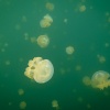 Palau, Jellyfish Lake