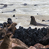 Cape Cross seals