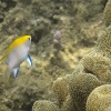 Anak Krakatoa, Underwater