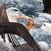 New Zealand, Doubtful Sound, albatrosses