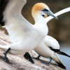 Australasian gannet, Cape Kidnappers