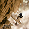 Namib weaver birds