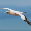 Australasian gannet, Cape Kidnappers