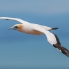 Australtölpel, Cape Kidnappers