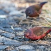 Firefinch