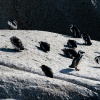 Brillenpinguine Boulders Beach