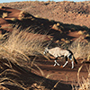 Namib Oryx-Antilope