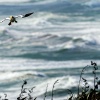 Australasian gannet, Cape Kidnappers