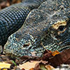 Komodo Dragon