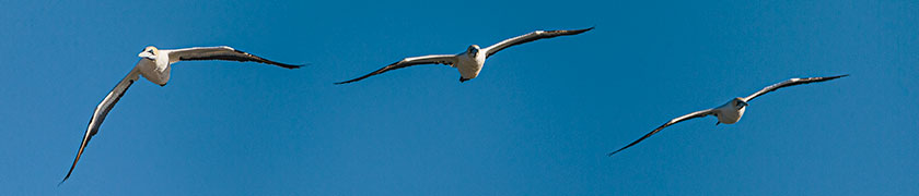 Cape gannet