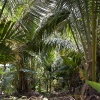 Papua New Guinea, Rabaul, Tavurvur volcano