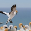 Australasian gannets, Cape Kidnappers