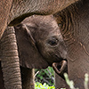 Chobe NP, elephant