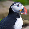 Iceland, Atlantic Puffin, Lundi