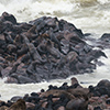 Cape Cross seals