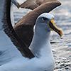 Neuseeland, Doubtful Sound, Albatrosse