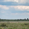 Botswana, Kalahari, CKGR