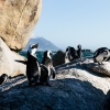 Brillenpinguine Boulders Beach