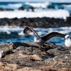 Lanzarote