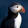 Iceland, Atlantic Puffin, Lundi