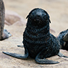 Cape Cross seals