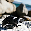 Brillenpinguine Boulders Beach