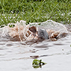 Chobe NP, catfish