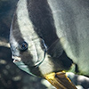 New Caledonia, Aquarium des Lagons