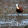 Okavango Delta, Botswana, Blatthühnchen