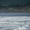 Australasian gannet, Cape Kidnappers