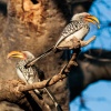 yellow hornbill