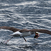 Neuseeland, Doubtful Sound, Albatrosse