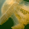 Palau, Jellyfish Lake