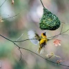 masked weaver bird