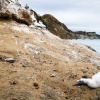 Australasian gannet, Cape Kidnappers