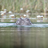 Okavango Delta, Botswana, hippo