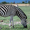 Nxai Pan, Zebras