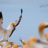 Australasian gannets, Cape Kidnappers