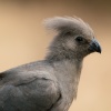 grey go-away bird