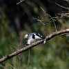 Pied king fisher, St. Lucia