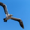 Cape gannet