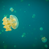 Palau, Jellyfish Lake