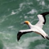 Australasian gannet, Cape Kidnappers