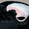 Brillenpinguine Boulders Beach